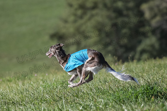 1 Prelims Fch 1 Kelso Wiings Foxy-5614