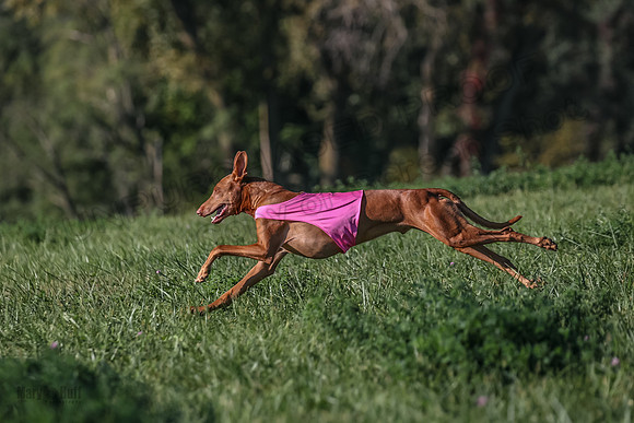 1 Prelims Vet 1 Precious Cayper Copper-4365