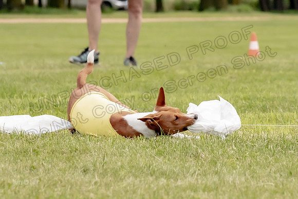 Finals Basenji-1369