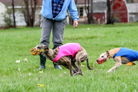 Finals Whippet Open-4673