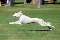 Test Dog