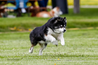 Cat Test 1-0233