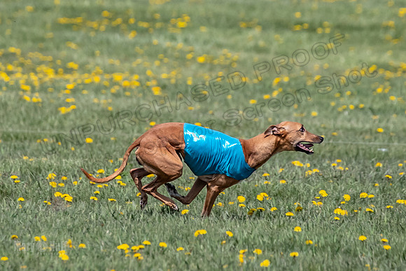 1Prelims Veterans 5 Rosie Smudge Smokey-1785