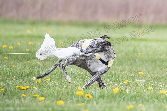 Finals Fch A1 Whisper Treble JesseJames-9089