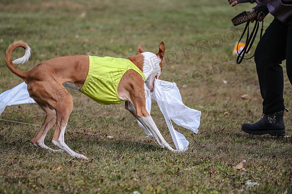 Finals Fch 1 Beastie Jadis Ginny-7916