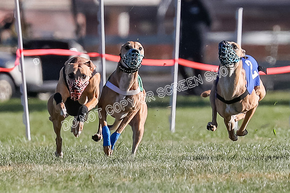 Prg 1, Race 19, Picanha Nibbles Cutter Tanooki Cheetah-9290