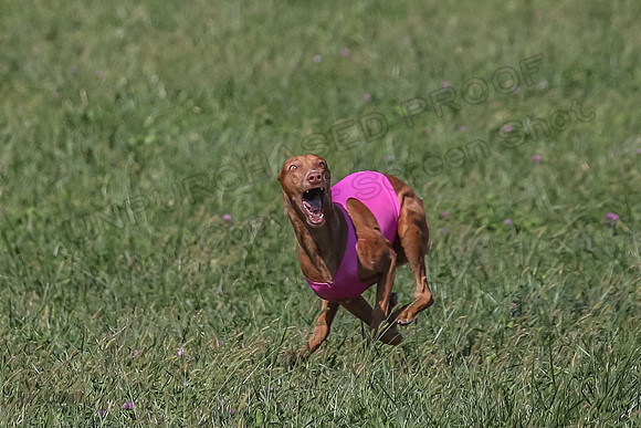 2 Finals Vet 1 Precious Copper Cayper-7254