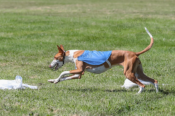 Finals Fch 1 Willow Penny Madyson-8283
