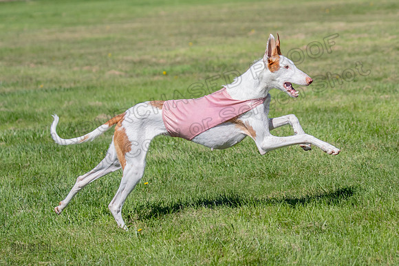Prelims Fch 1 Ginny Willow Madyson-5485