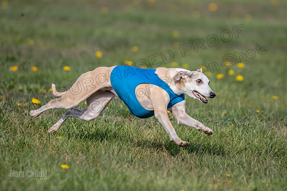 1 Prelim Veterans 1 Bandit Justice Raya-6806