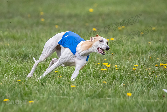 1 Prelim Open B1 Pearl Riptide Flower-6316
