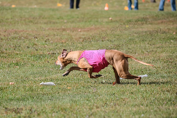 1 prelims Vet Libby Xena-6326