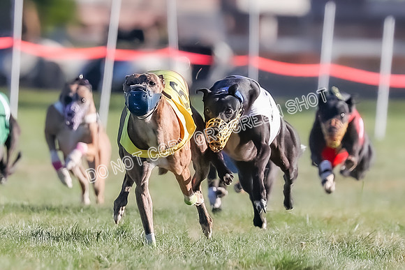 Prg 1, Race 14, Grim Zivah Beacon Cherry Pie Siggy Riggs-9212