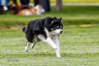 Cat Test 1-0234