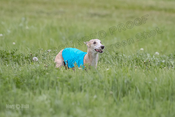 1 Prelims Fch 1 Flaare Cooper Buttercup-8250
