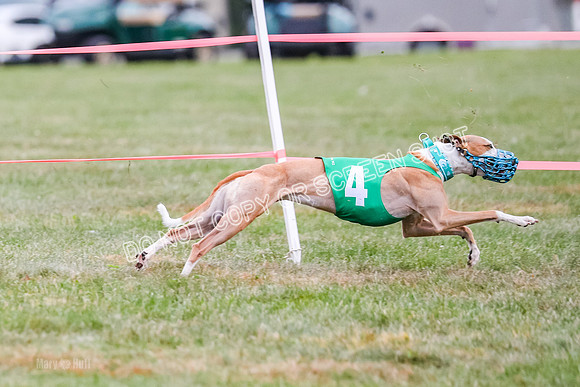 Prg 1, race 12, Gibbs Java Watson Tsunami-0868
