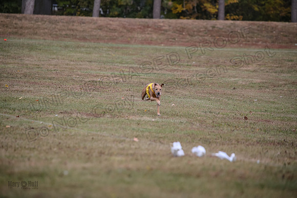 Finals Vet Libby Xena-8266