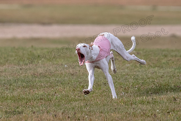 Finals Fch 2 Beastie Willow Ginny-3208
