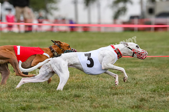 Prg 1, race 10, Bobo Piper Elvis Grit-0816