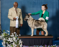 Elkhound 2020-1188