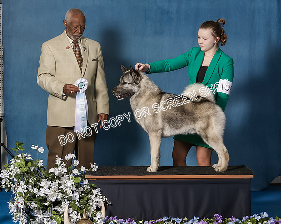 Elkhound 2020-1188