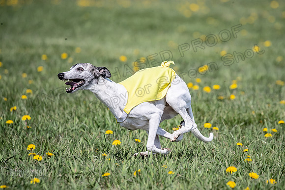 1Prelims Veterans 2 Nellie Prudence Captain-1660