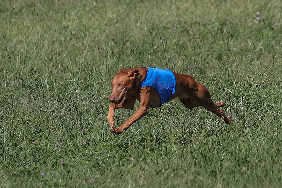 2 Finals Vet 1 Precious Copper Cayper-7249