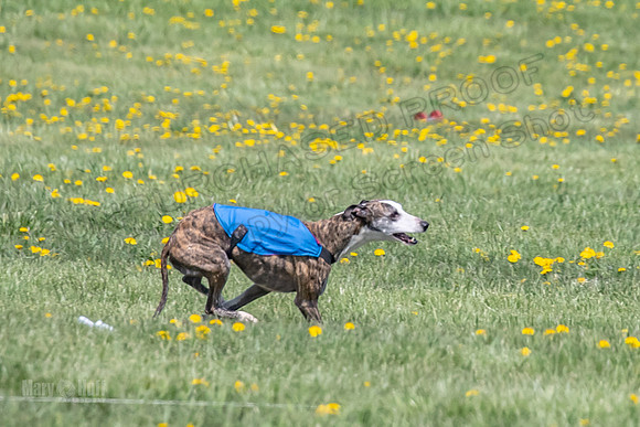1Prelims Veterans 2 Nellie Prudence Captain-1648