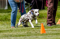 Cat Test 1-0280