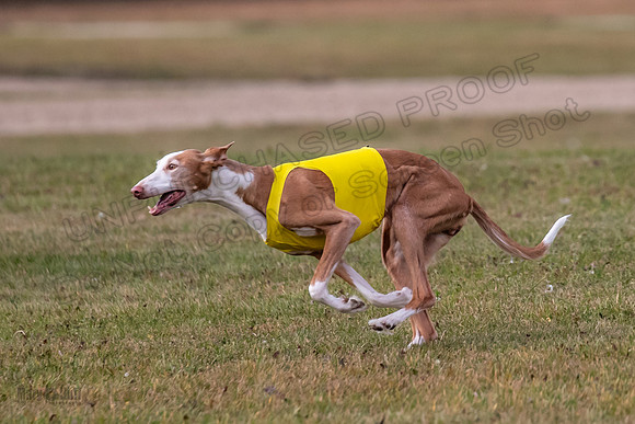Finals Vet Izzy Thea-3303