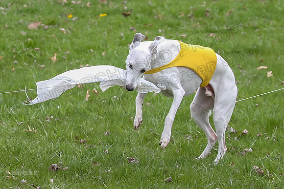 Prelims Whippet Veteran-4512