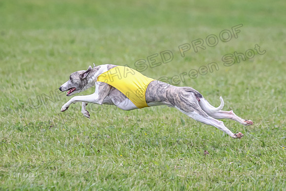 Prelim Open F4, Cosmo Damsel Archer-9349