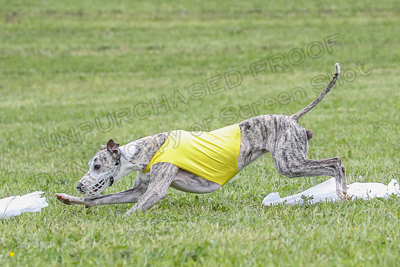 Finals Open A1, Moby Sasha Vision-410300
