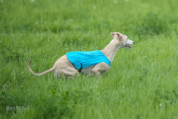 1 Prelims Fch 1 Flaare Cooper Buttercup-8253