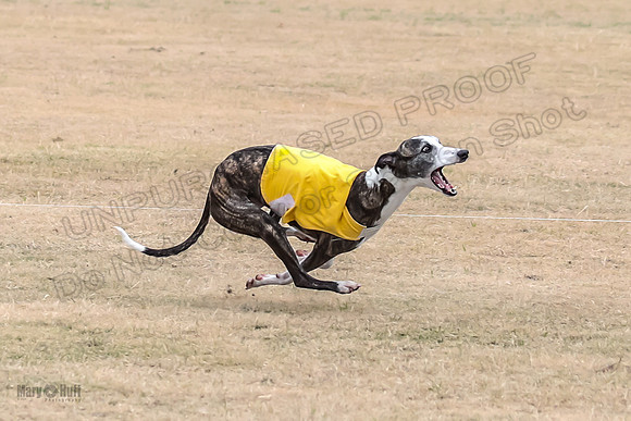 1Prelim Open 4 Kashi Rigel-3101