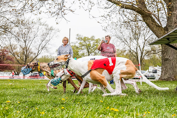 WRA, Prg 3, Race 2, Dash, Buzzsaw Elvis Mika Moonstruck-9130