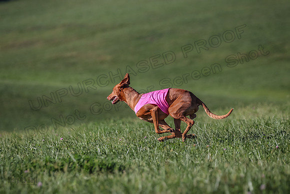 1 Prelims Vet 1 Precious Cayper Copper-4370