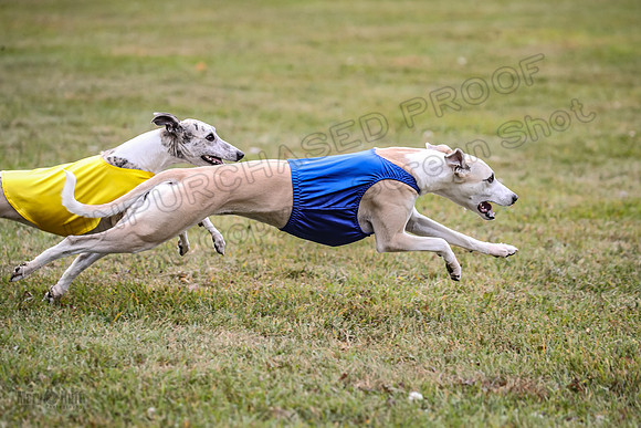 1 Prelims Open 1 AnnieOakley Fennec Zero-1257