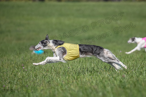 1 Prelims Fch 1 Kelso Wiings Foxy-5577