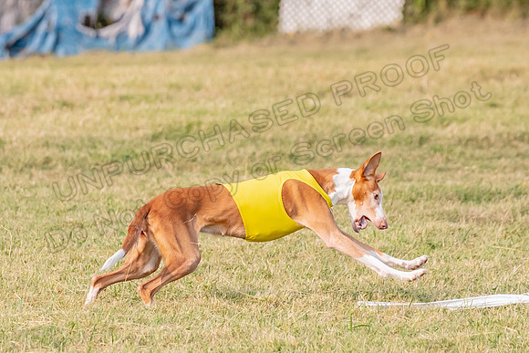 1prelims Vet 1prelim Izzy Dawn-3771