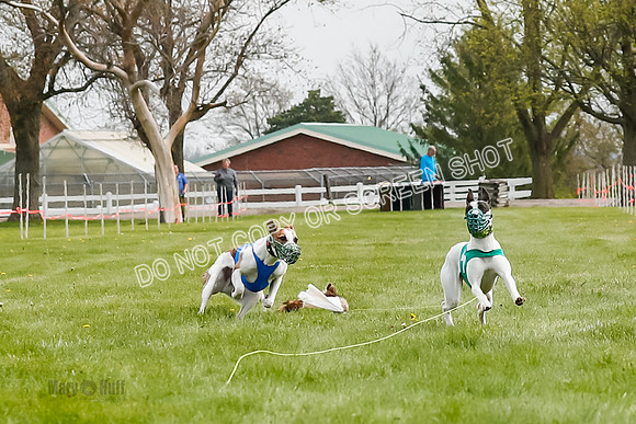 WRA, Prg 2, Race 1, Puppy, Gnochhi Sprig-8550