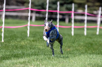 Whippet