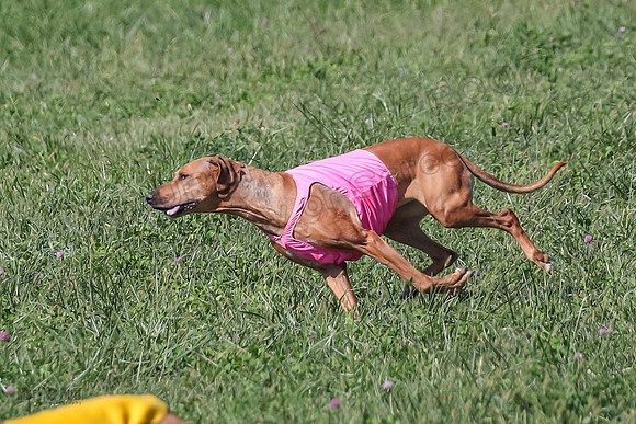 2 Finals Vet 2 Erzulie Libby-8168