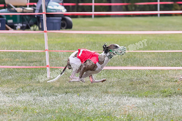 Prg 2, Race 1, Clyps Warrior Floyd Carney-1272