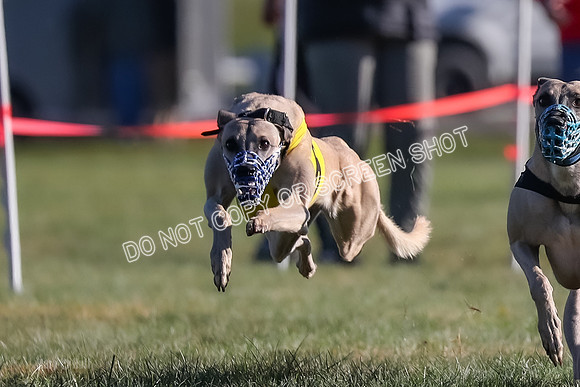 Prg 1, Race 18, Hillary Axl Chase Joplin Rum-9273