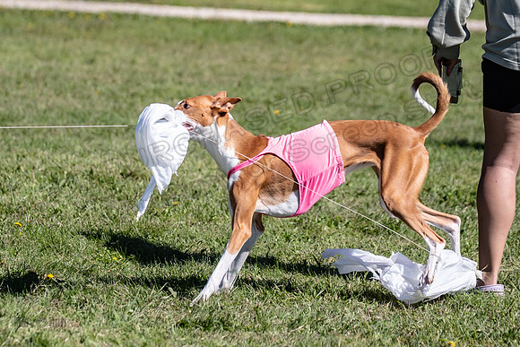 Prelims Fch 2 Pennie Beastie-5576