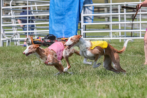 Prelim, Veteran 1, Dobby, Pepper-8786