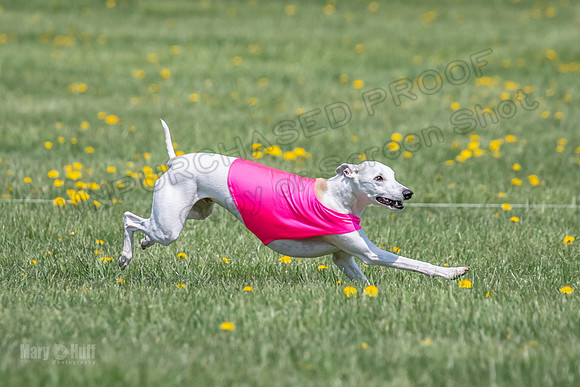 1Prelims Veterans 5 Rosie Smudge Smokey-1793