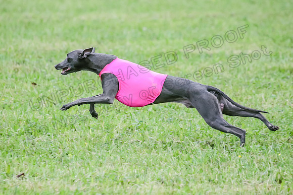 Prelim Open C2, Sparky Strummer Squiggle-8632