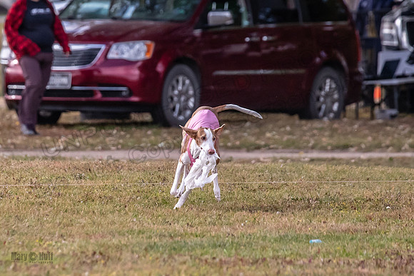 Finals Vet Izzy Thea-3343